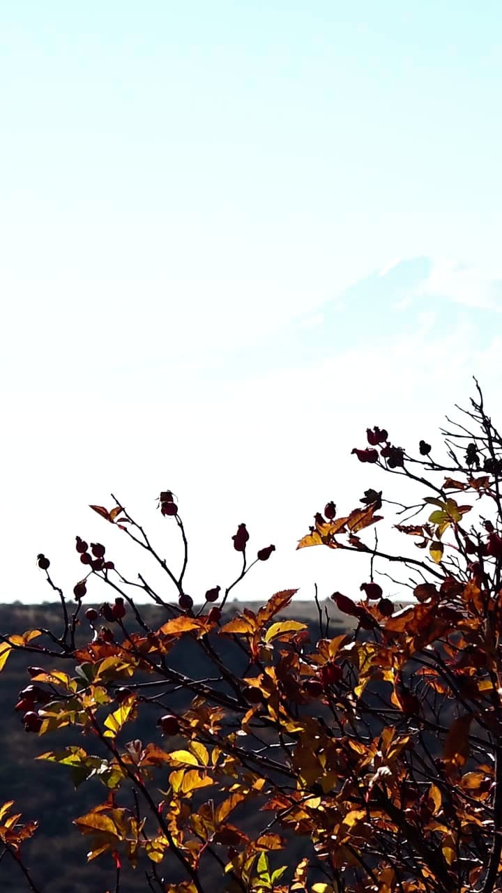 Rust-coloured autumn branches against the pale silhouette of Mount Ararat