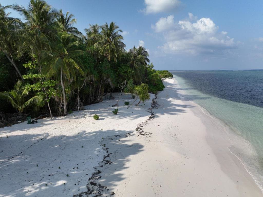 A palm-fringed white beach curving into turquoise shallows, seen from the air