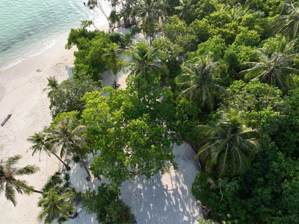 Dense palm jungle seen from directly above, running down to a white beach