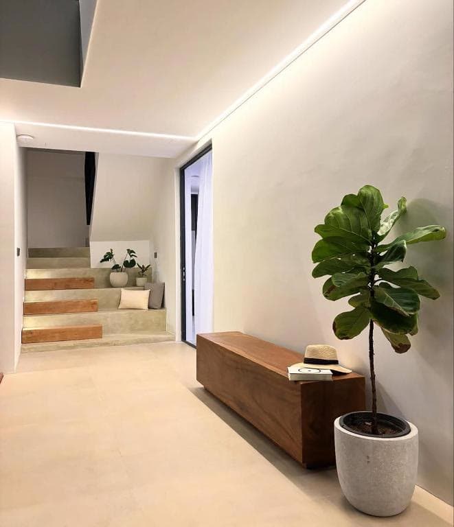 A pale hallway with a long timber bench and a tall potted fig beside steps