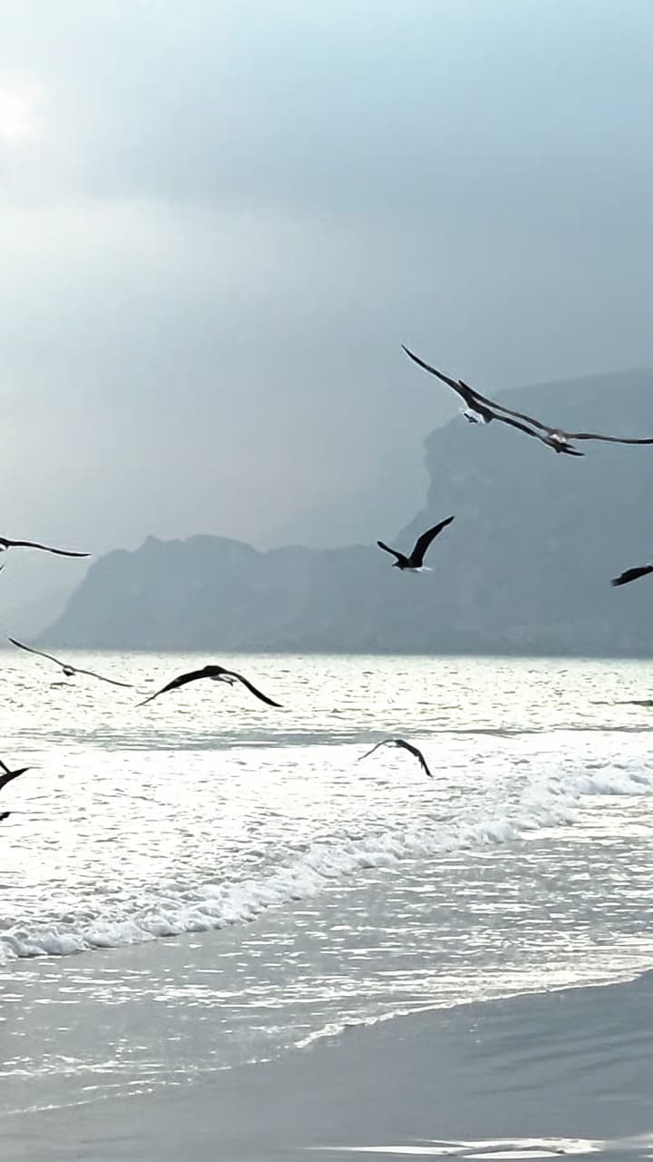 Gulls crossing the surf line with headlands fading into sea haze