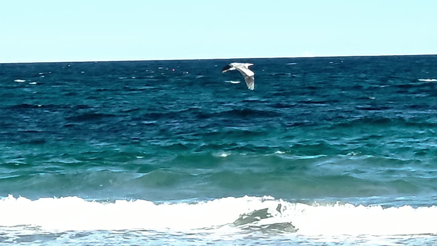 Surf breaking on a pale shore below a low rocky headland, a gull crossing the water