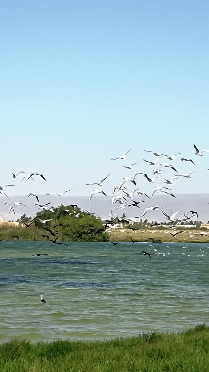 A flock of white birds lifting off a shallow coastal lagoon